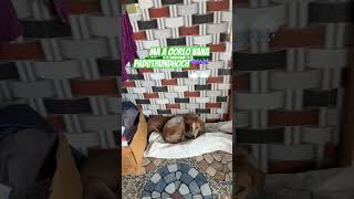 3/5/2026#viral #trending #shorts #cutepuppy#dogs ##dogslover#more
