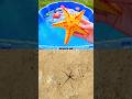 Learn Sea Animal Names for Kids with Toys: Starfish Polar Bear Cuttlefish Shrimp Seagull