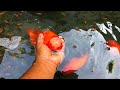 los peces goldfish búfalo están buscando agua limpia