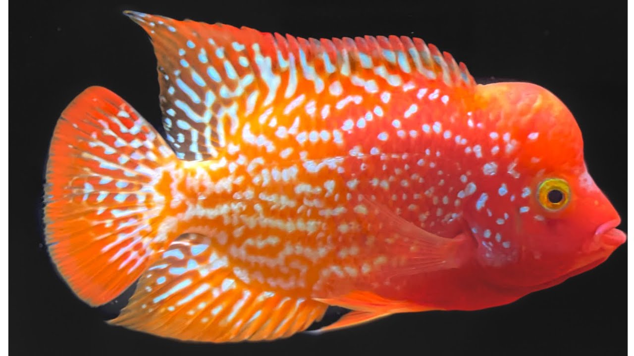 Cá la hán chọn lựa dòng nào cho người mới !