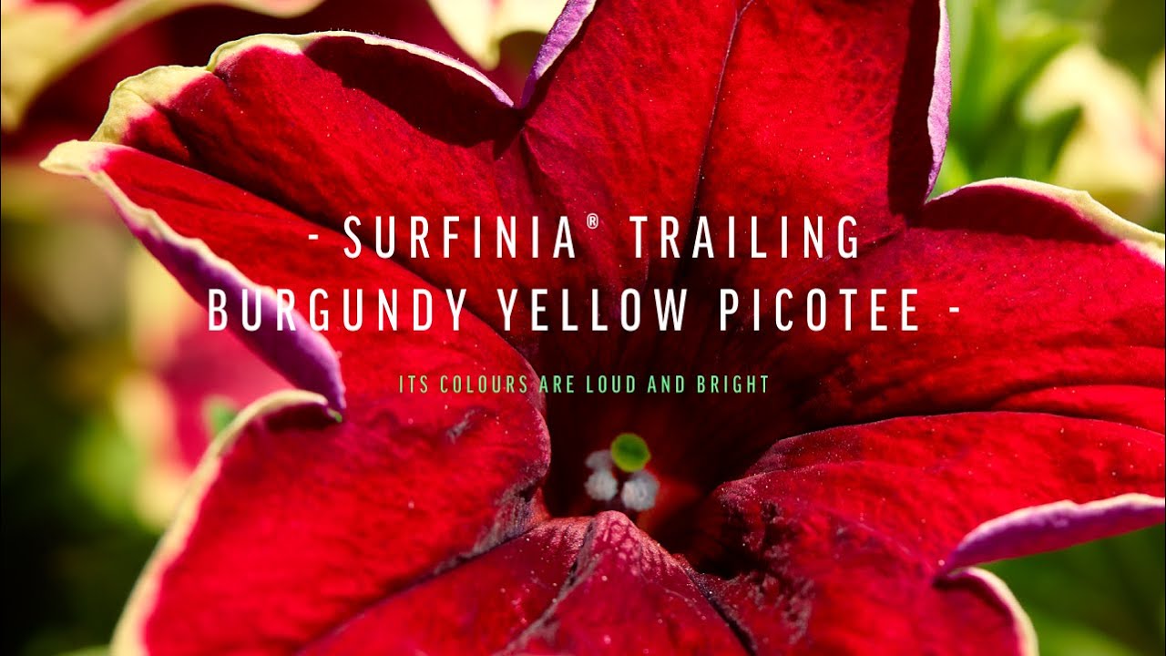 SURFINIA® Burgundy Yellow Picotee | No.1 Original Trailing Petunia