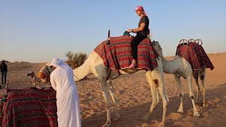 Camel Riding in Dubai