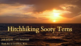 Hitchhiking Sooty Terns