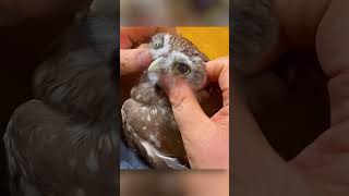 Abandoned Baby Owl Gets New Life