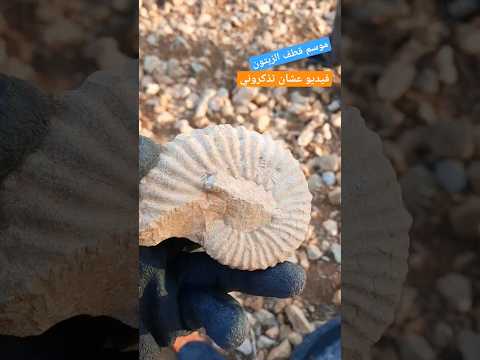 موسم قطف الزيتون في فلسطين ووجدت احفورة فيديو سريع عشان تتذكروني