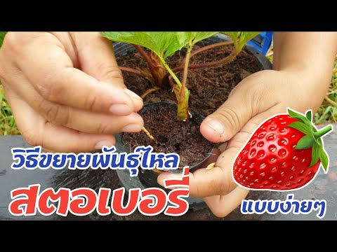 ขยายพันธุ์ไหลสตอเบอรี line:@wib1515 #หมูอ้วนชวนทำเกษตร