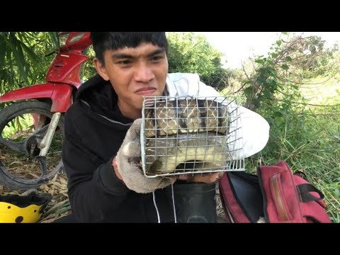 Video Chuyến Thăm Bẫy Kinh Hoàng Và Con Rắn Khổng Lồ Lê... - youtube