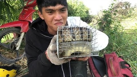 Chuyến Thăm Bẫy Kinh Hoàng Và Con Rắn Khổng Lồ Lê Tuyên Xinh