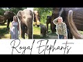 Royal Elephants in Green Park | Royal Patronage | The Elephant Family | CoExistence London