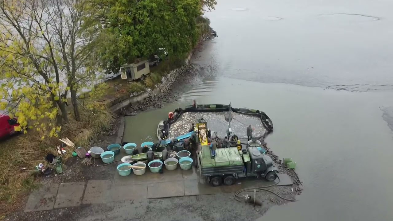 Výlov rybníka Křivý