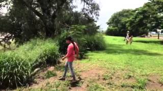 Gatton 2 flood
