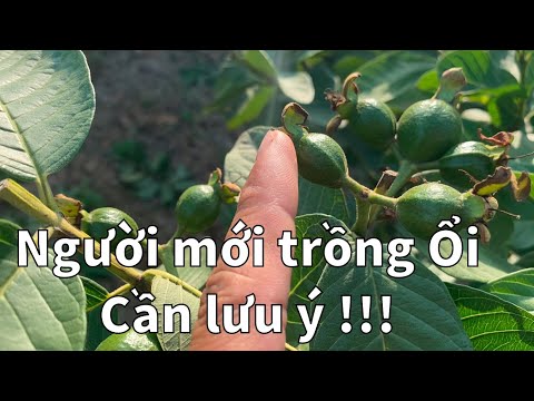 Video: Ổi Dâu Là Gì - Tìm Hiểu Về Cách Trồng Cây Ổi Dâu