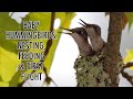 Baby Hummingbirds: Nesting, Feeding & First Flight!