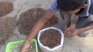 Oyster Mushroom  Cultivation Process