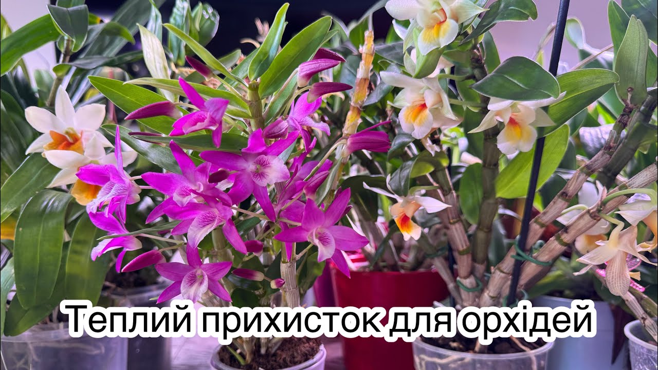 Орхідеї після переїзду. Чи витримали вони різку зміну умов?