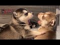 The Cutest Alaskan Klee Kai Puppies | Miniature Husky Puppies