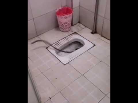 آموزش لوله بازکنی توالت با فنر دستی ۰۹۱۰۴۵۵۹۰۹۰