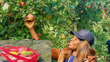 Visited The Most Biggest Apple Farm | Ist Day Apple Picking Adventure| Apple Picking Farm|