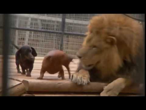 Lion and Dachshunds