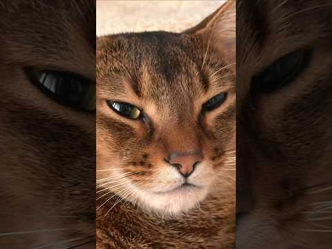 초코 먹방 보러오라냥🐱 #고양이의먹방 #귀여운고양이 #고양이 #츄르ASMR