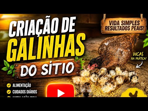 VIDA SIMPLES RESULTADO REAIS!!CRIAÇÃO DE GALINHAS DO SÍTIO 🤠🐓