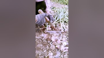 The process of garlic cutting is shared - a good tool can improve the efficiency of doing things