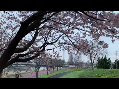 汐入公園　大寒桜　✿　荒川区　南千住　芝生　土手　☆　東京スカイツリー　♬　2024年　3月9日　早朝　さくら　桜　日の出　太陽 @iamshinya777