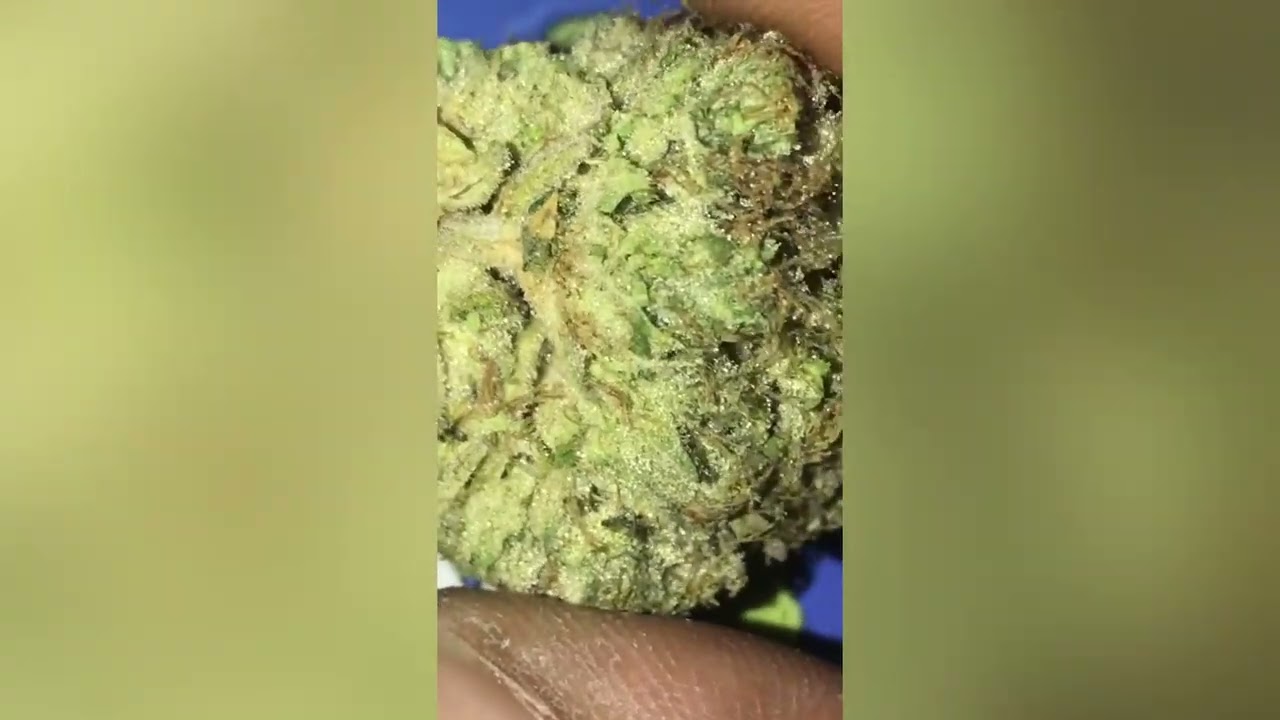 OZ Kush Strain Review (Smk Brk 420)