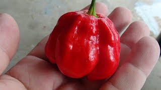 ⟹ Trinidad Scorpion Sweet Pepper | Capsicum chinense | Pod Review 2020