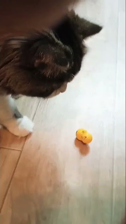 Пикачу неваляшка и Пират 🐱🐣 - YouTube