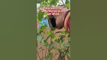 तुलसी जी की क्यारे में 1 लोटा जल समर्पित किया जाए इस चीज की कमी नहीं होती #शार्ट