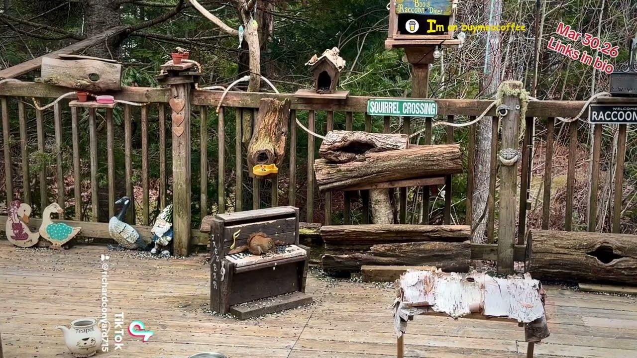 Squirrel Street, afternoon, Peanut Butter Club , By R Conyard#wildlife #squirrels #squirrelstreet