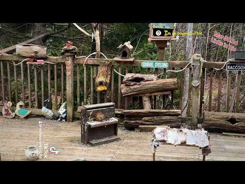 Squirrel Street, afternoon, Peanut Butter Club , By R Conyard#wildlife #squirrels #squirrelstreet