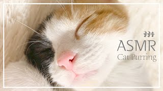 1HOUR CUTEST CAT PURRING l Relaxation l ASMR for Sleep