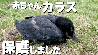 生まれたばかりの赤ちゃんカラスを保護しました。Protected baby crows