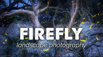 Firefly Photography in an Old Woodland | Australian Landscape Photography Vlog