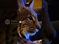 Russell Blade is chilling with his bobcat in the living room watching TV.