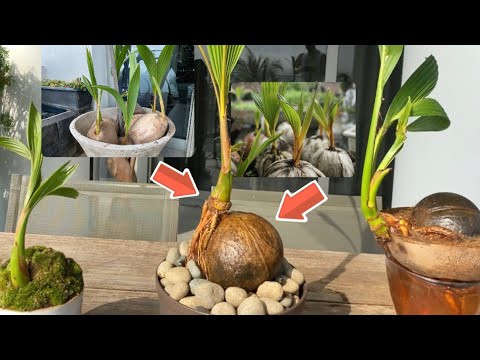 THE EASY WAY TO MAKE A COCONUT BONSAI