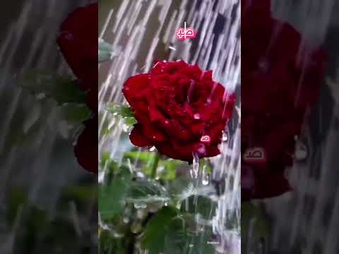 صباحكم أحلى صباح صباح الخير صباح السعادة دويتو  