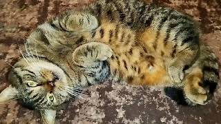 #Славянск. 26 ноября 2025г. Утро.