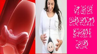 سلسلة معلومات عن الحمل/ الأسبوع الخامس من الحمل/حجم الجنين ومعلومات مهمة جدا.