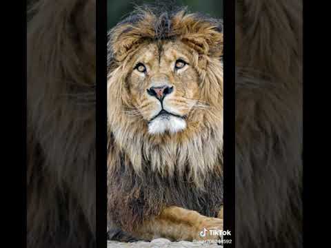 سامر المدني أغنية عصفورة ملكة جمال الكون