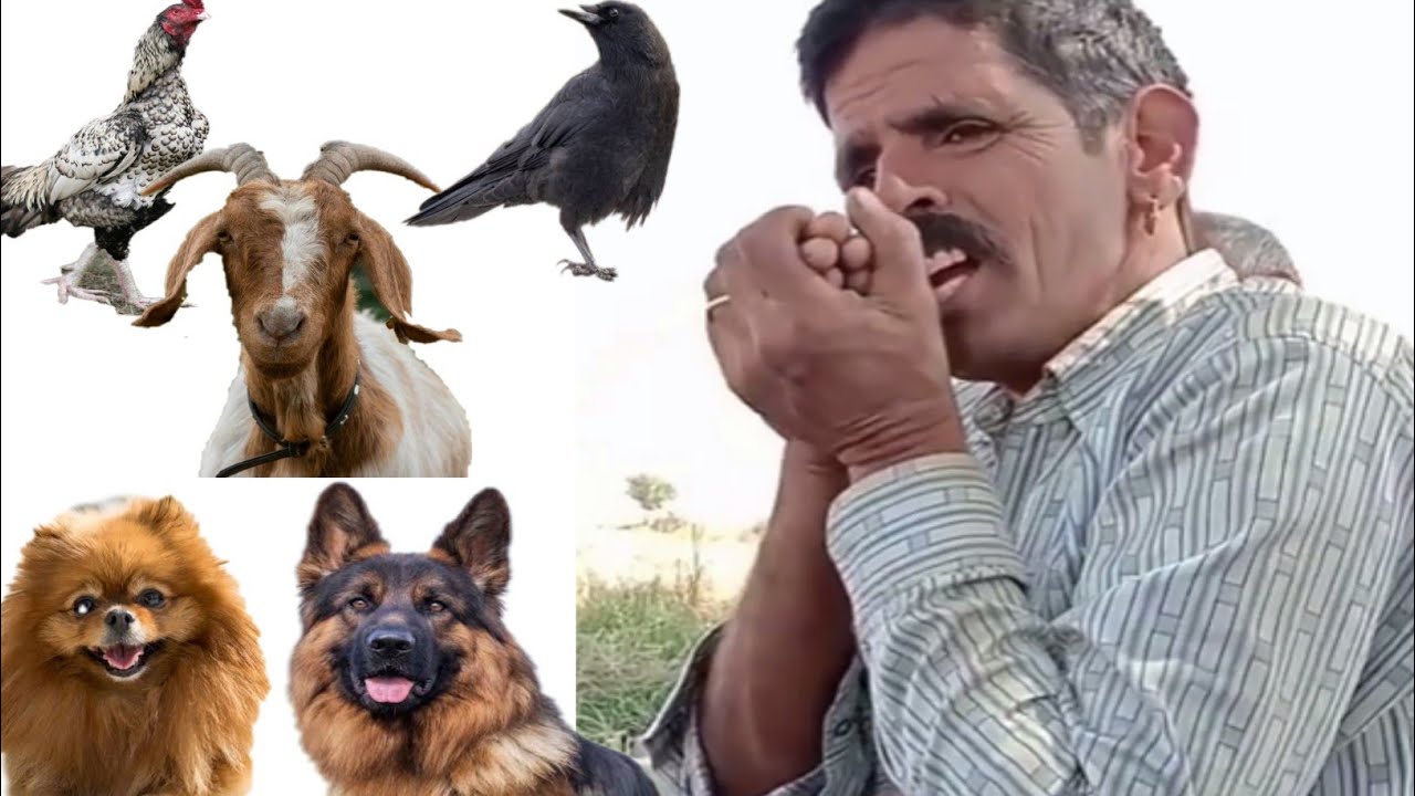Animal Sound Man