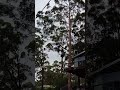 Pruning Trees in Albany WA 🌳 #capetreeservice #treeloppingalbany #treeremovalalbany
