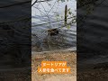 プラハのブルタヴァ川でヌートリアが人参を食べてました。 #ヌートリア #プラハ Nutria in Prague