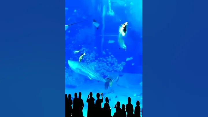 水族馆金枪鱼受到闪光灯惊吓，撞上玻璃瞬间死亡！The tuna was frightened by the flash and crashed into the glass to die - 天天要闻