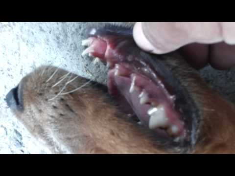 Video: Köpeklerde Tutulan Bebek Dişleri