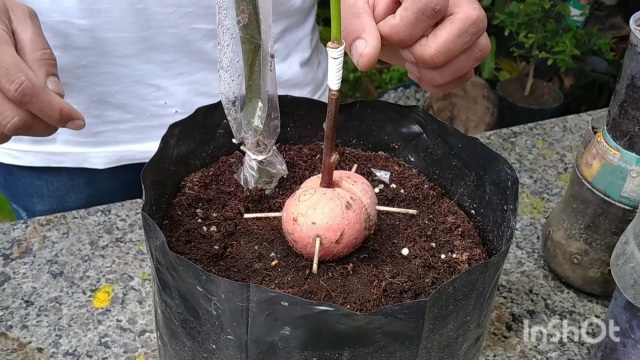 Enxertia de abacate resultado 100%