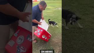 edik and funny dogs 😂😂😂#shorts#memes#furry#funny#cat