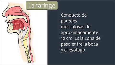 ¿Cuál es la función de la faringe en la digestión?